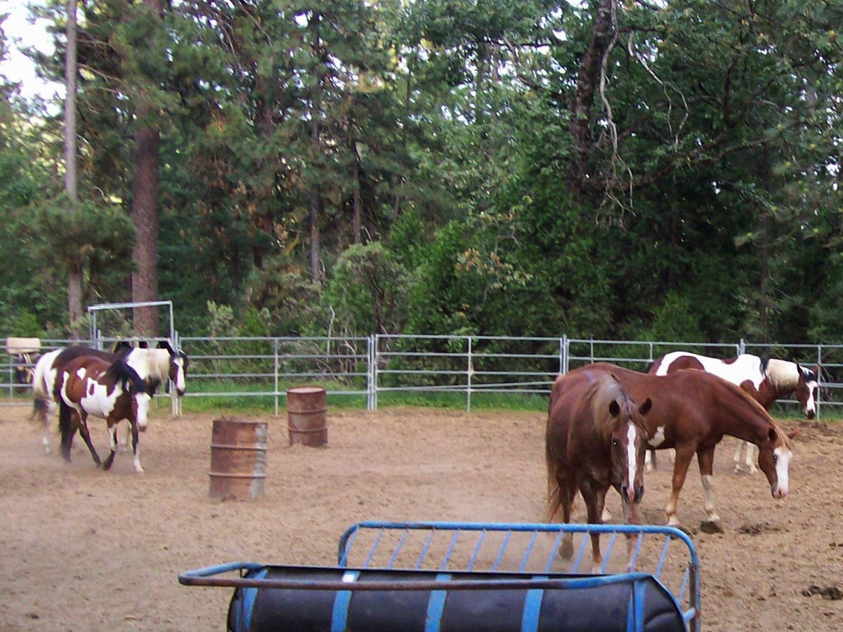 The camp horse paddock, photographed during Family Camp in 2010.