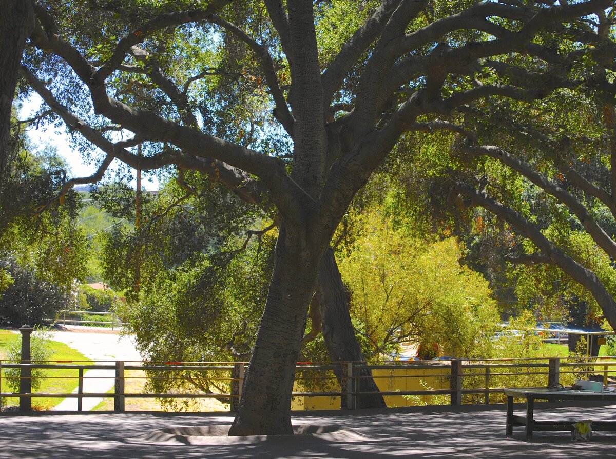 Camp grounds beneath the oak trees