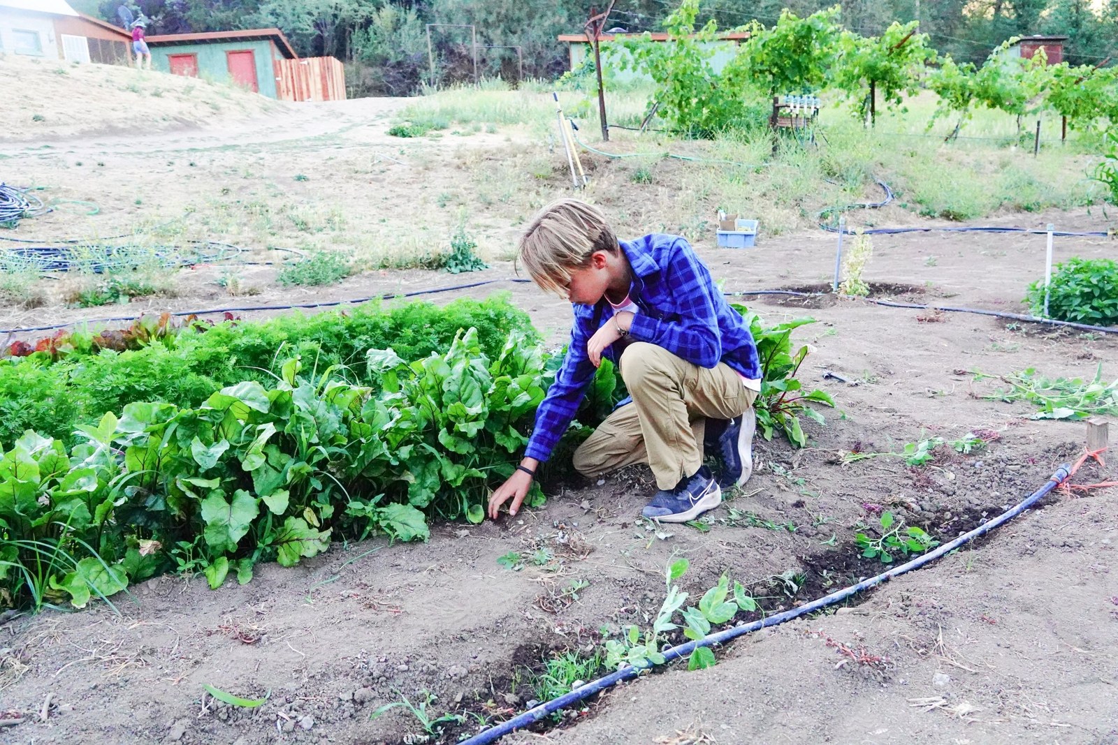 A camper tends plants in the vegetable garden